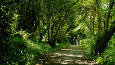 YOURSAFETY__Ballyseede-Woods