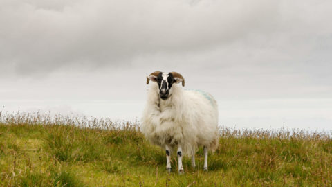 A woolly sheep stands proudly on a lush green hillside under a cloudy sky, offering a serene countryside experience.
